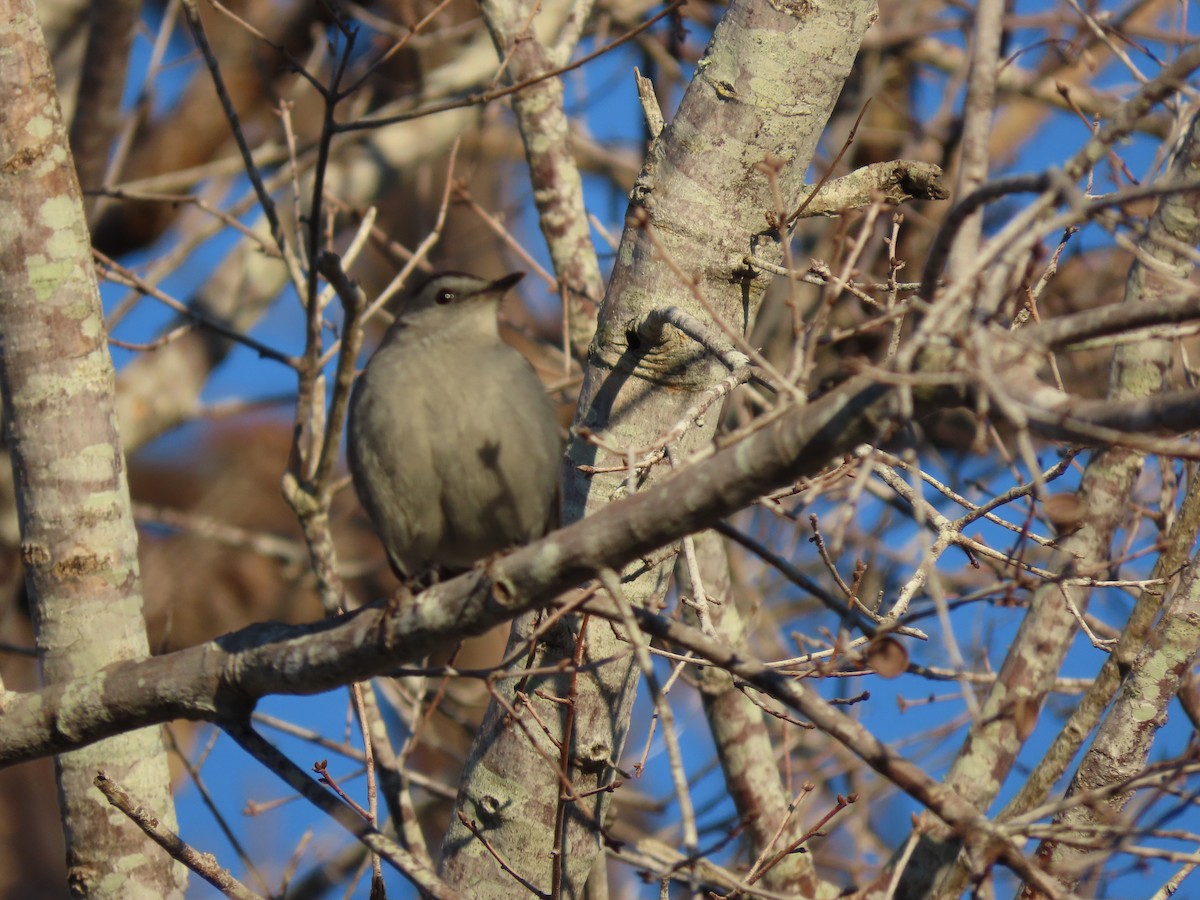 Gray Catbird - ML644473754