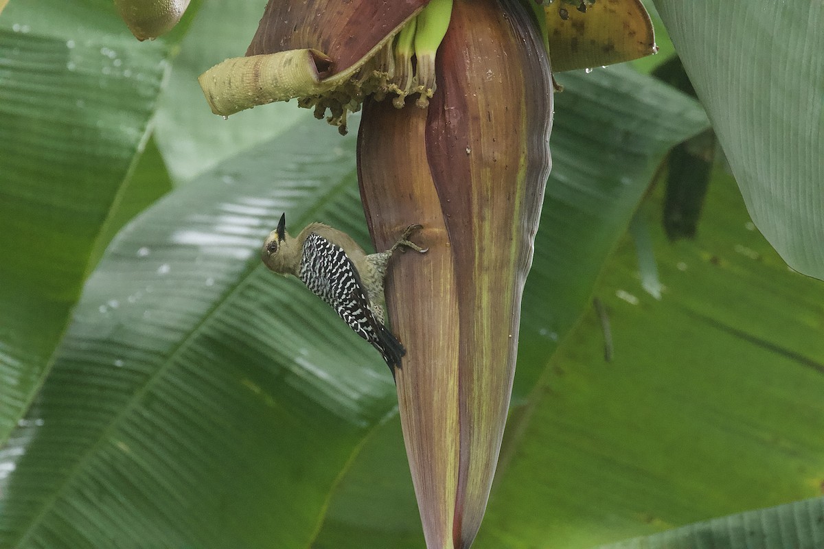 Гіла нікарагуанська - ML644473758