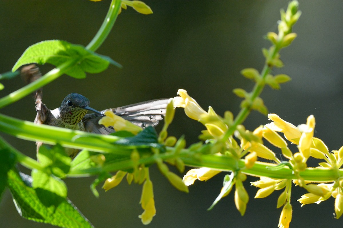 Broad-tailed Hummingbird - ML644473761