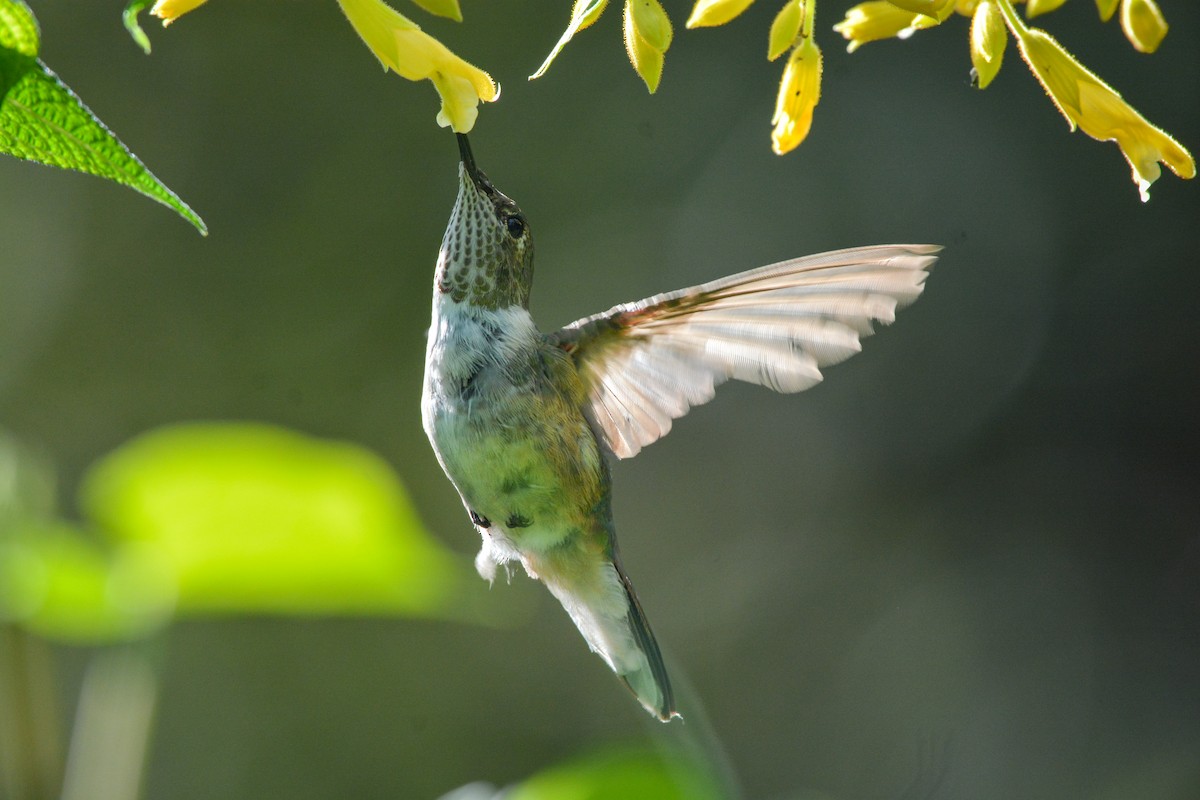 Broad-tailed Hummingbird - ML644473762