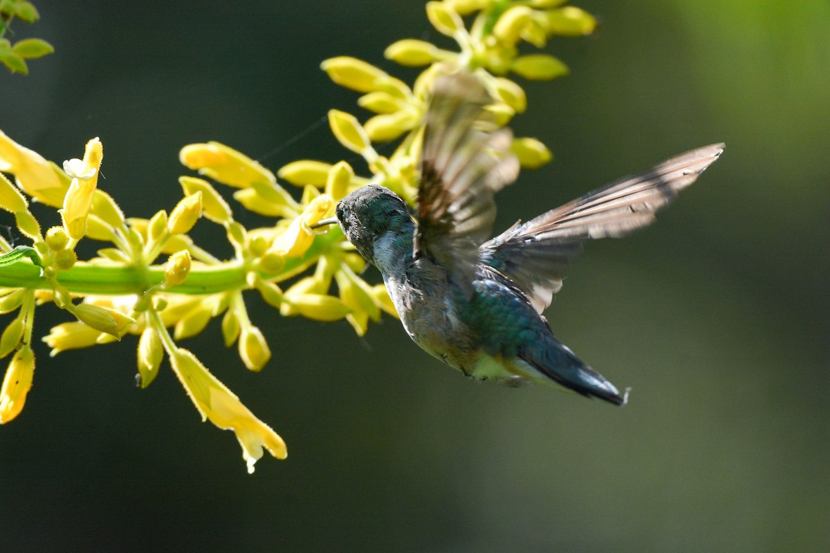 Broad-tailed Hummingbird - ML644473763