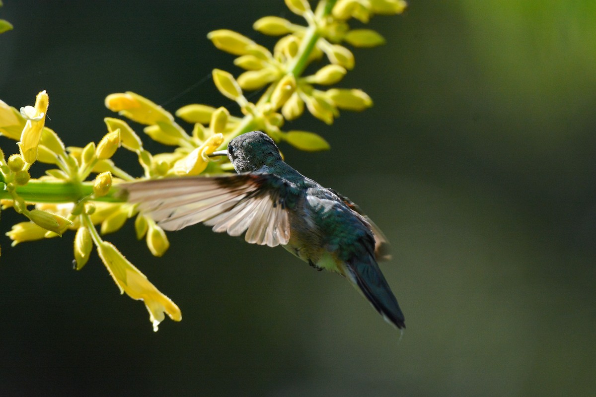 Broad-tailed Hummingbird - ML644473764