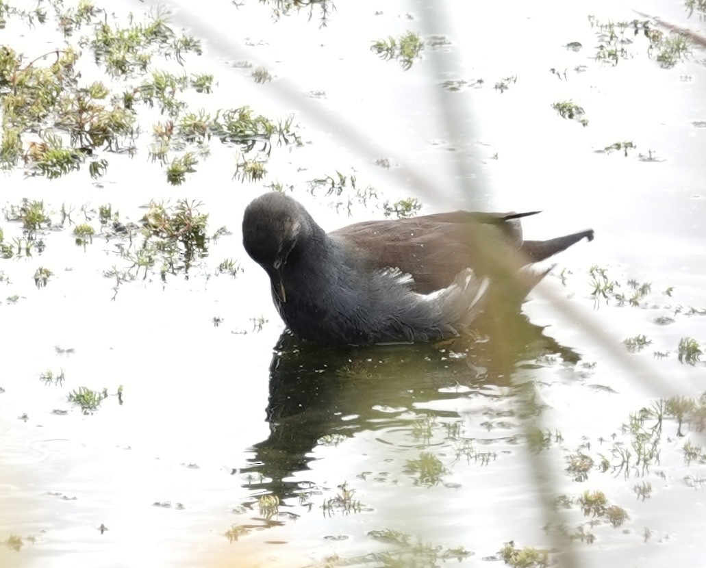 Common Gallinule - ML644473765