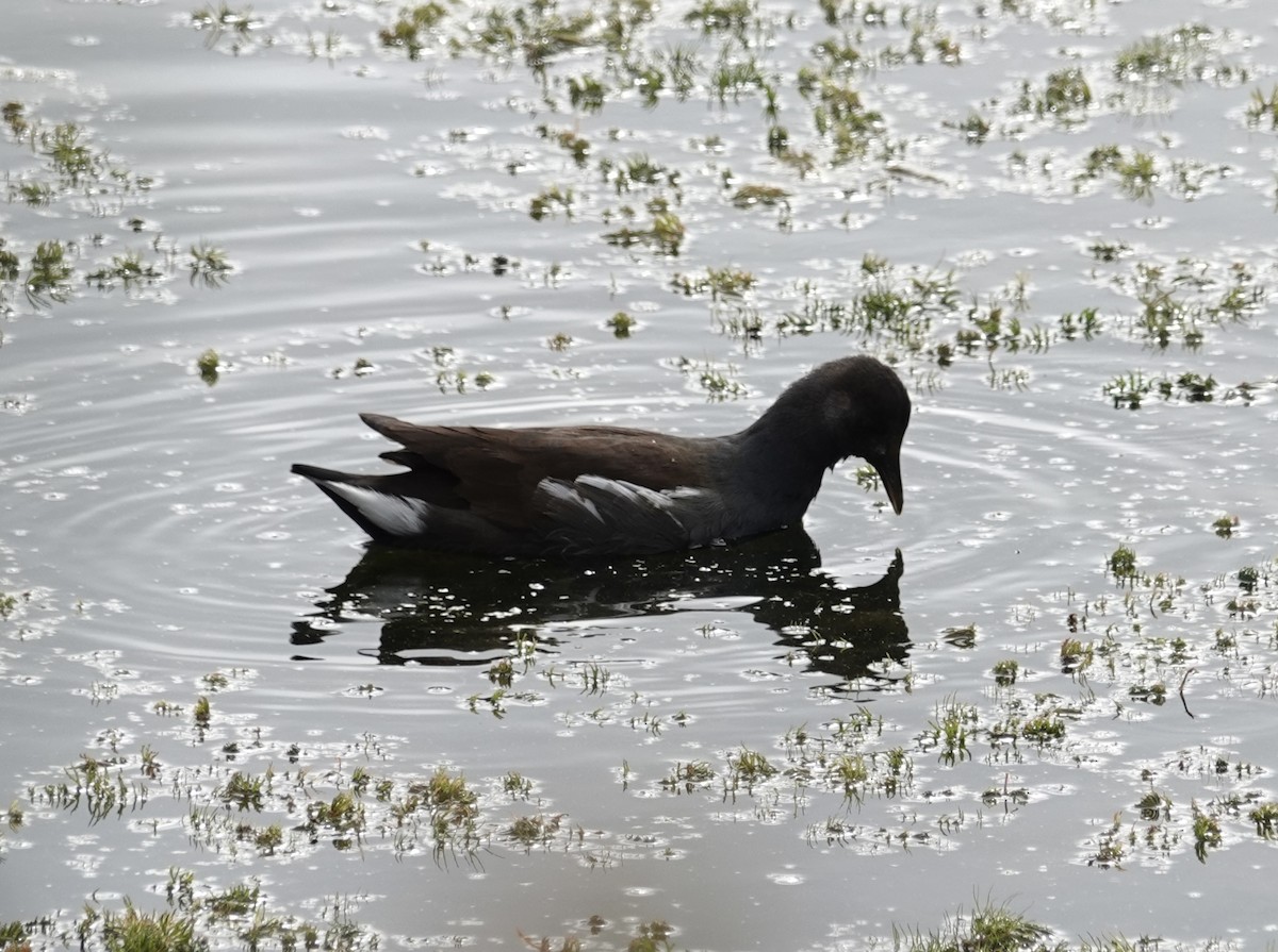 Common Gallinule - ML644473766