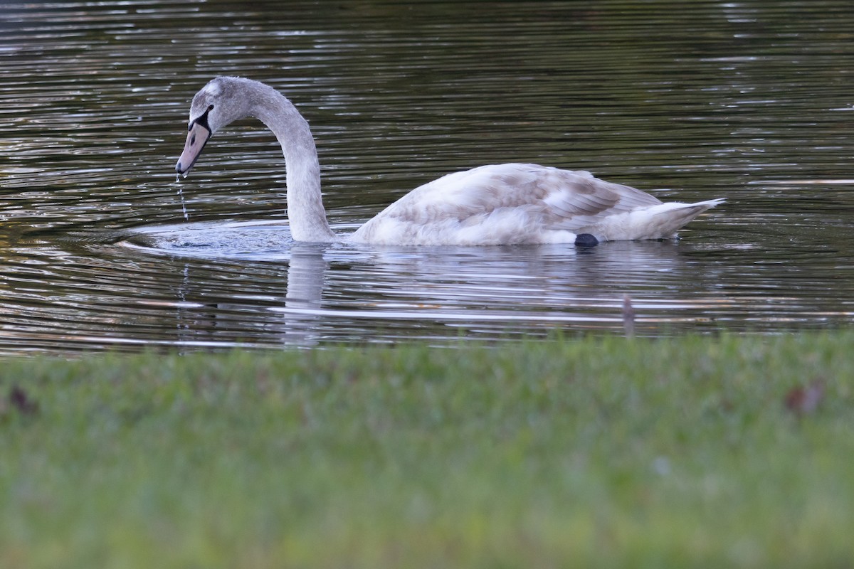 Mute Swan - ML644473767