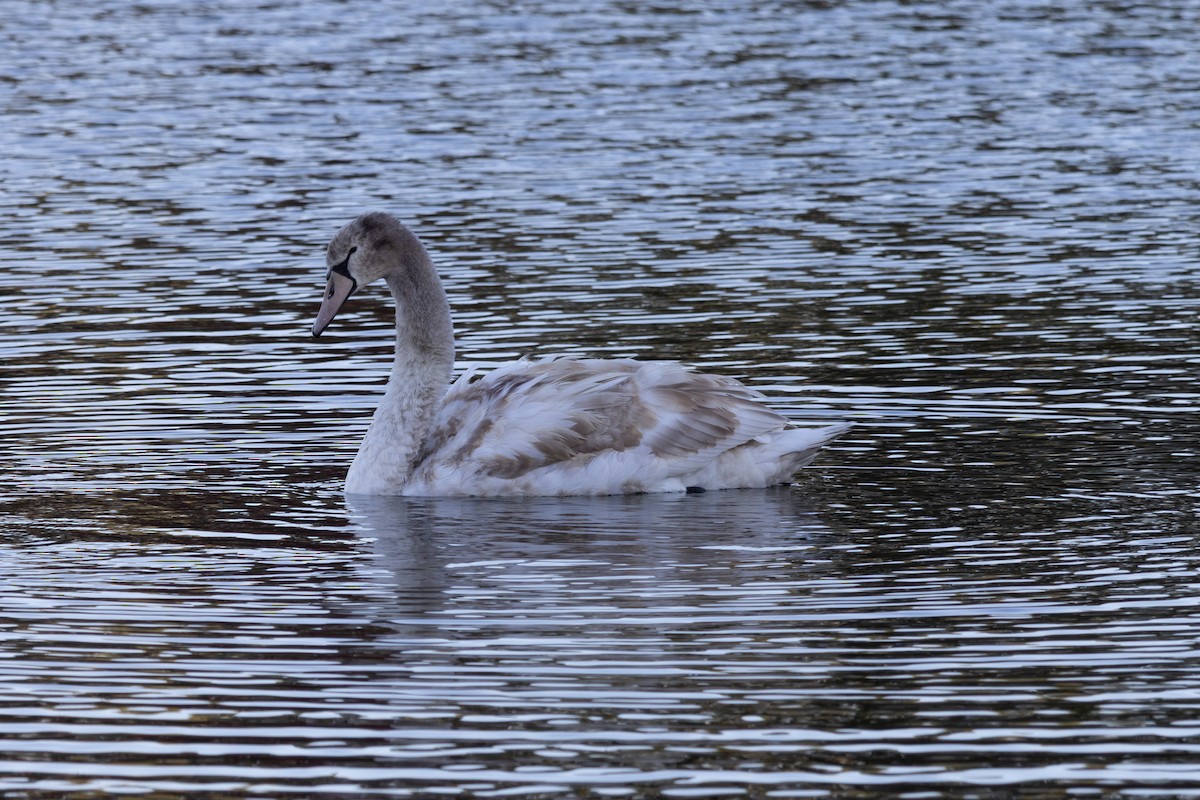 Mute Swan - ML644473768