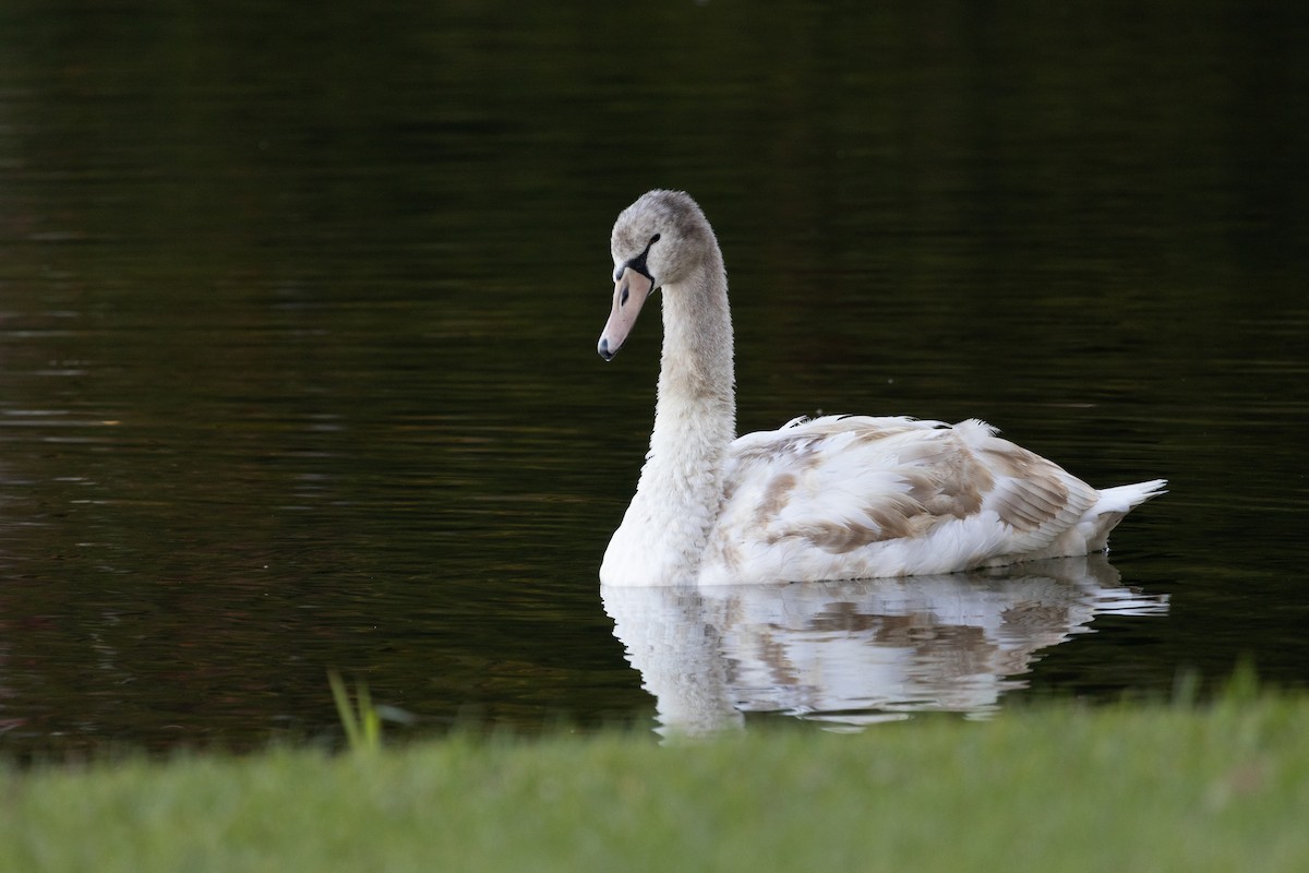 Mute Swan - ML644473769
