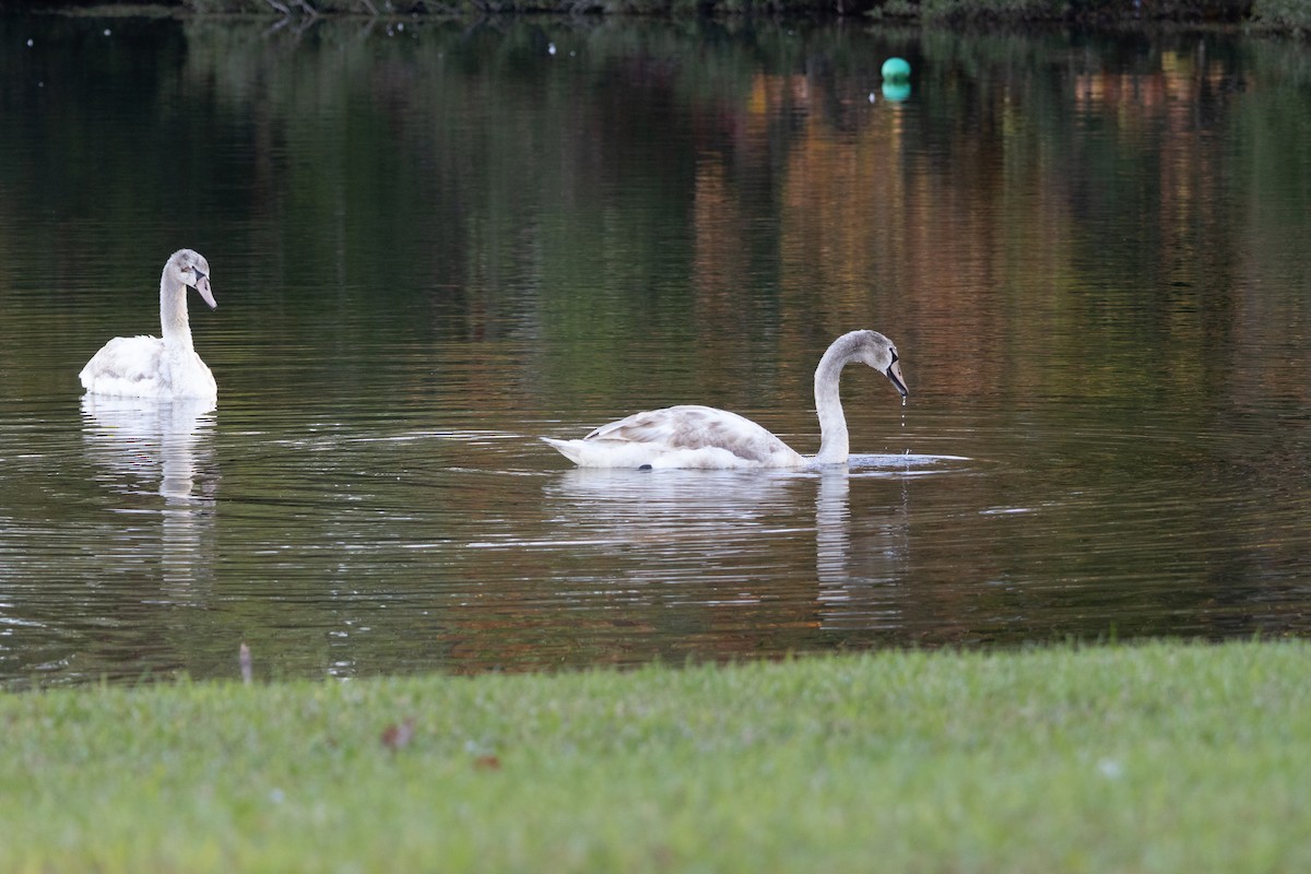 Mute Swan - ML644473770