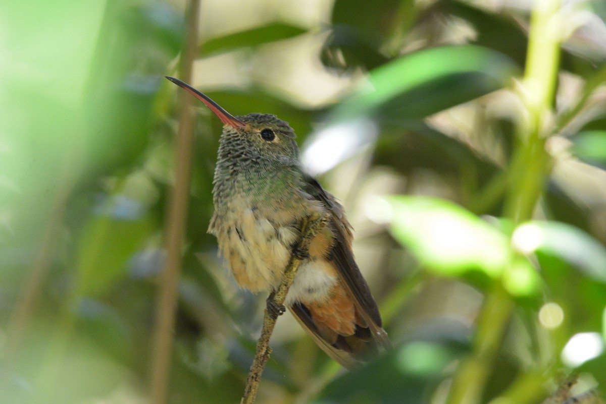 yucatánkolibri - ML644473781