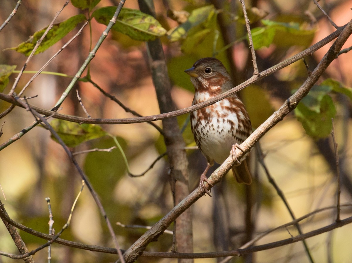 Fox Sparrow (Red) - ML644473784