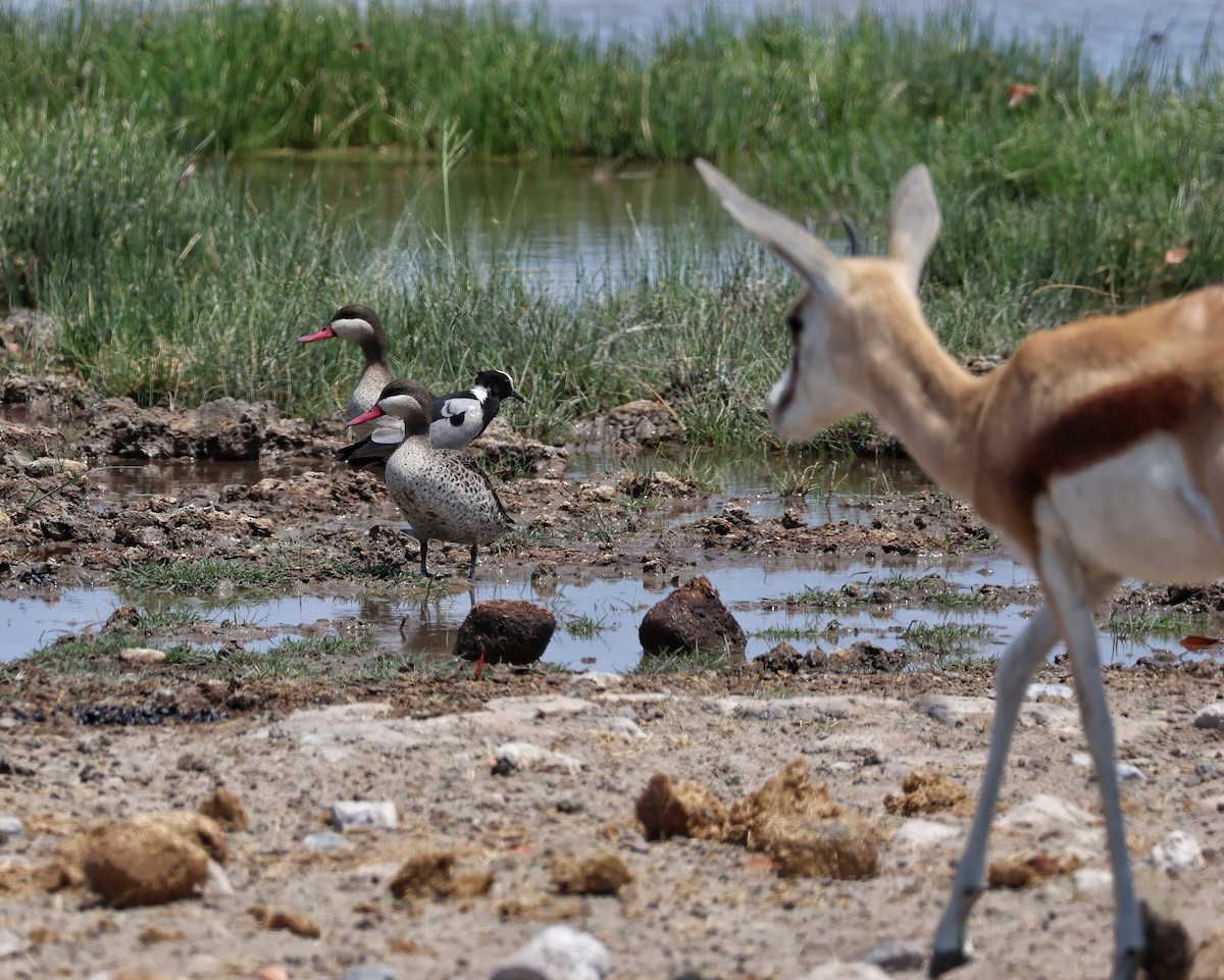 Red-billed Duck - ML644473786
