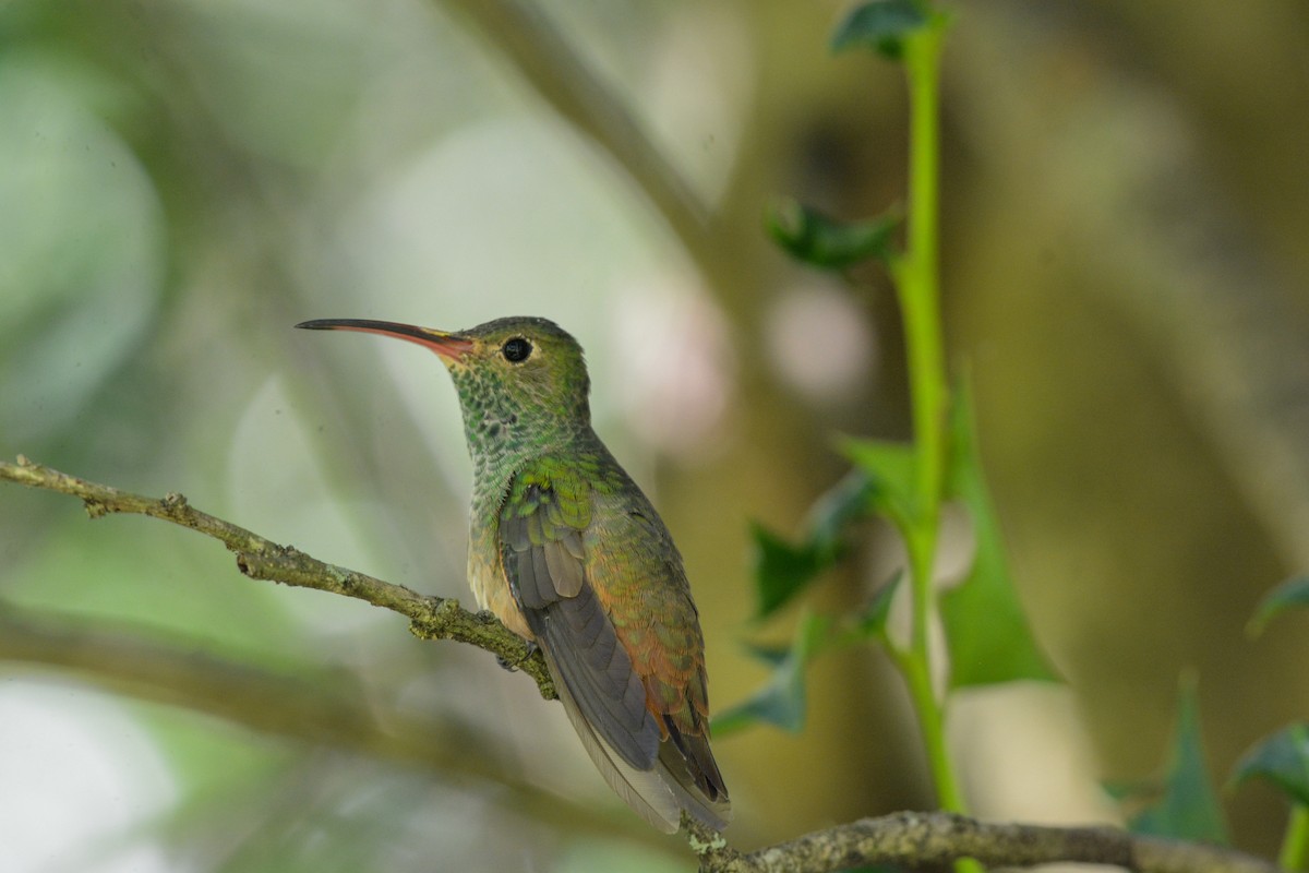 yucatánkolibri - ML644473790