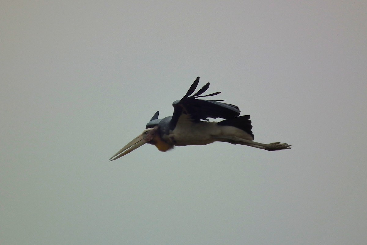 Lesser Adjutant - ML644473792