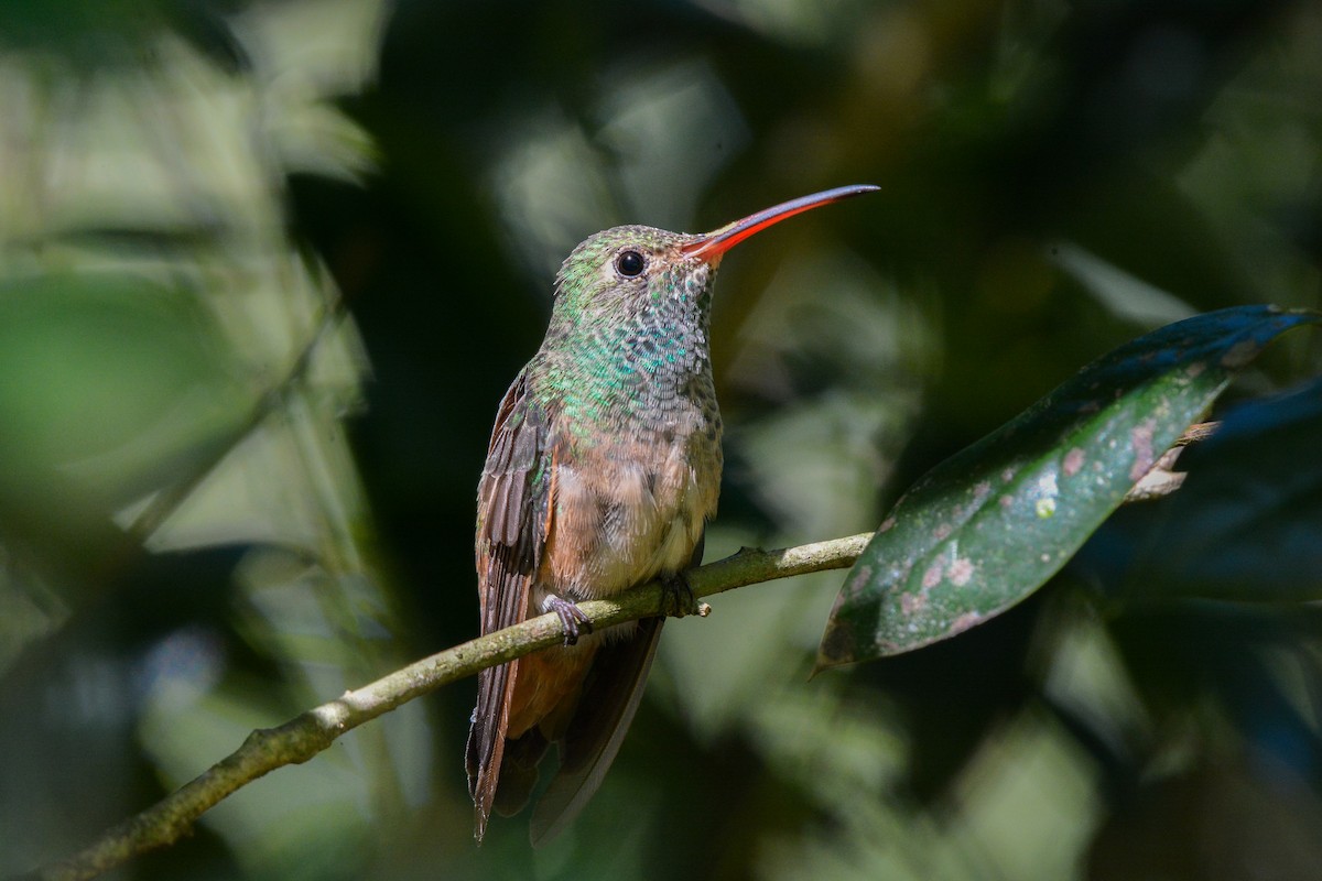 yucatánkolibri - ML644473794