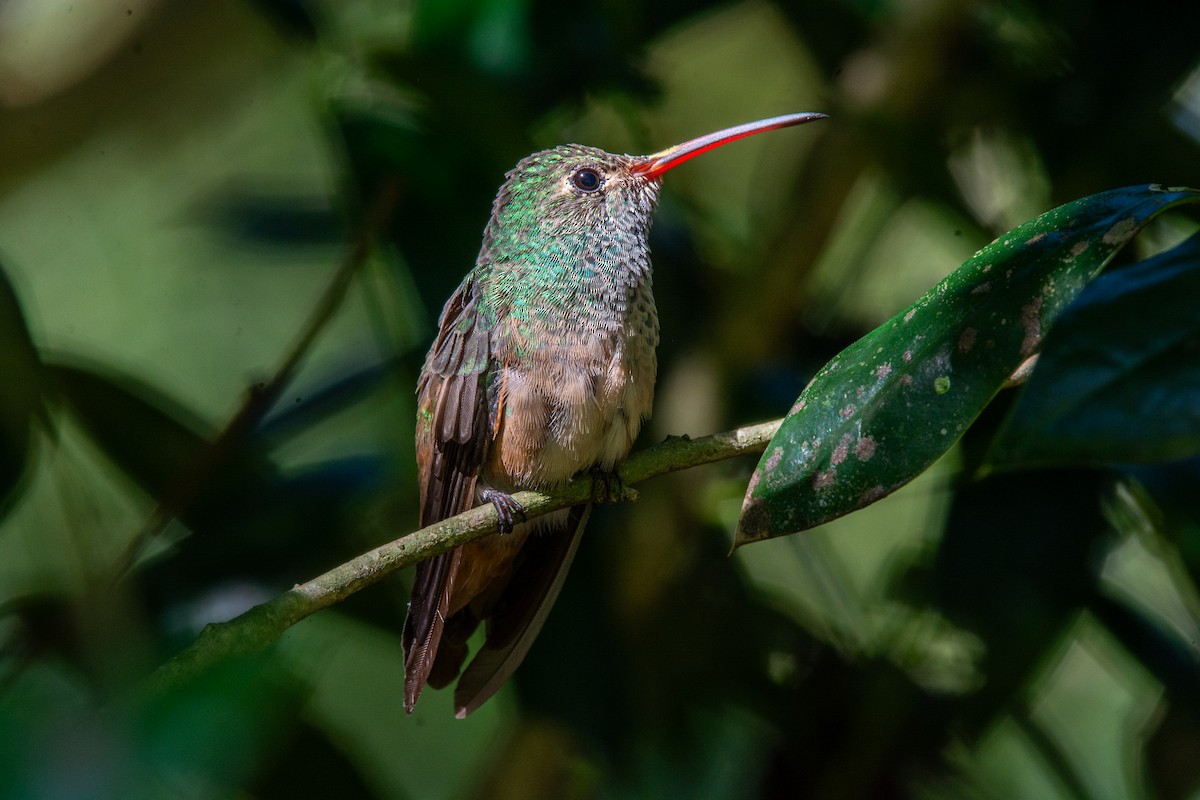 yucatánkolibri - ML644473796