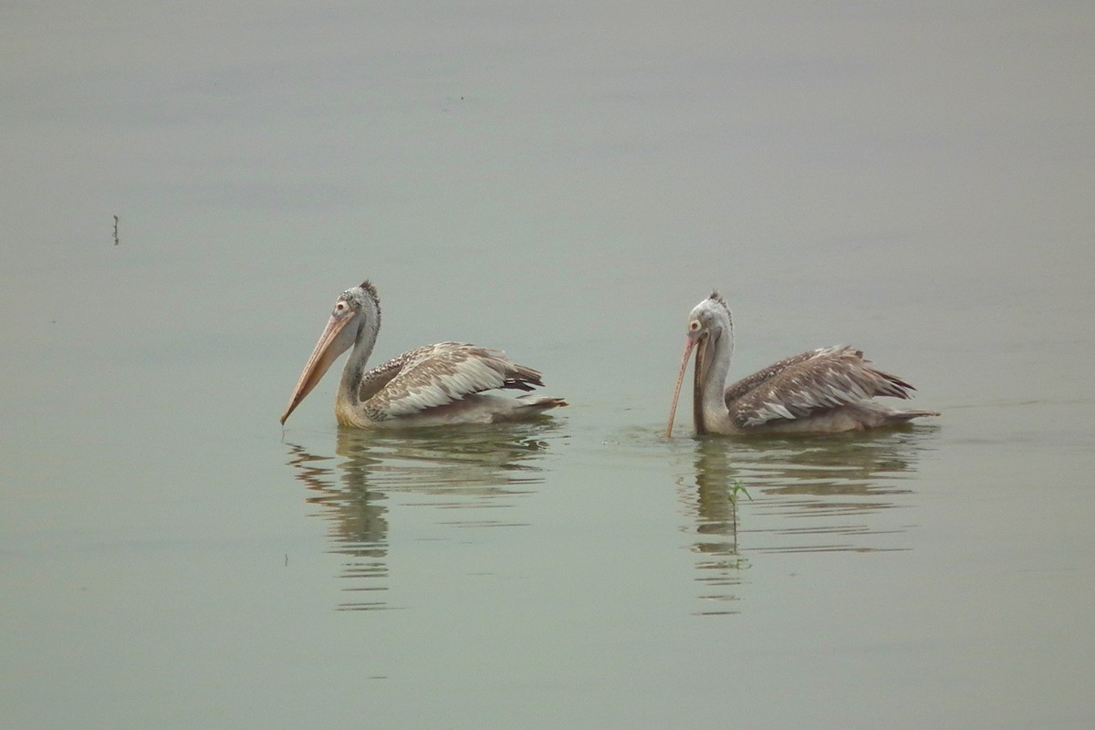 Spot-billed Pelican - ML644473803