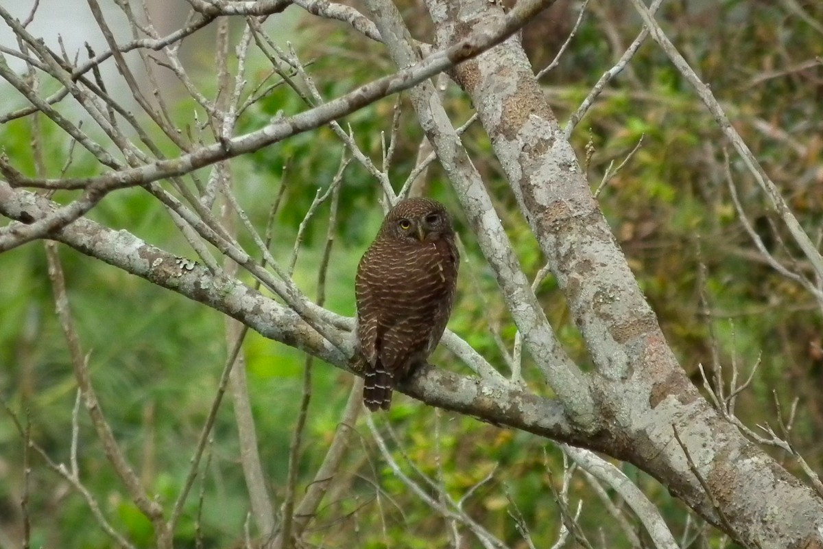Asian Barred Owlet - ML644473807