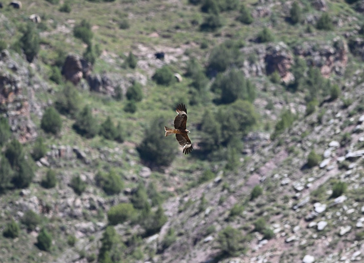 Upland Buzzard - ML644473811