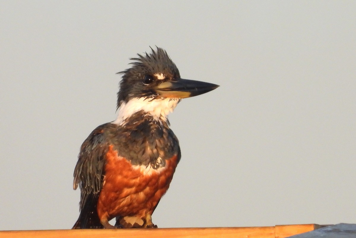 Ringed Kingfisher - ML644473812