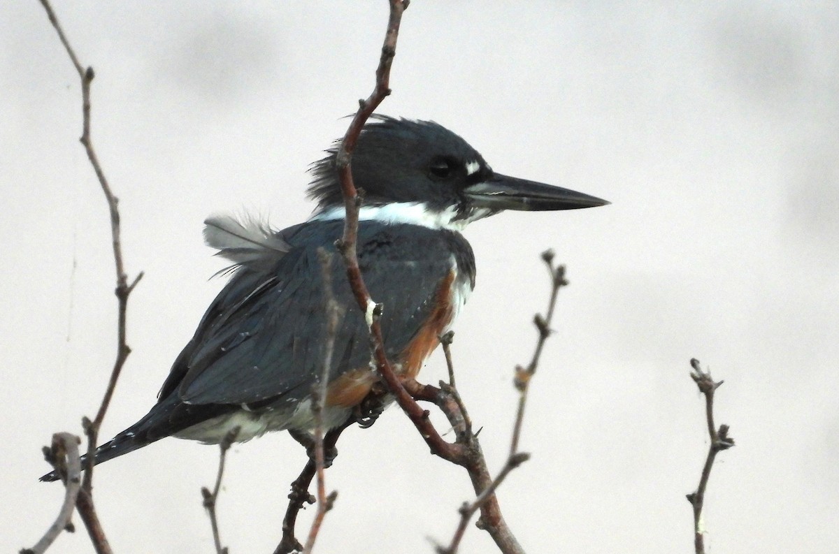 Ringed Kingfisher - ML644473814