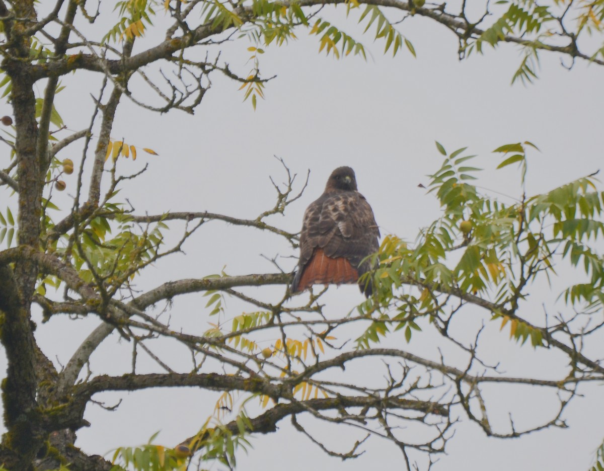 Rotschwanzbussard - ML644473816