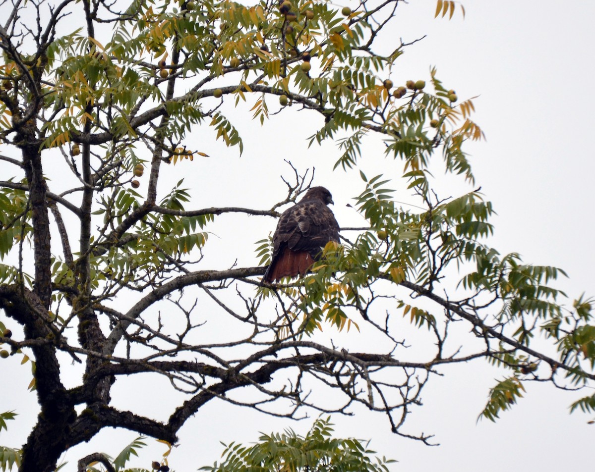Rotschwanzbussard - ML644473818