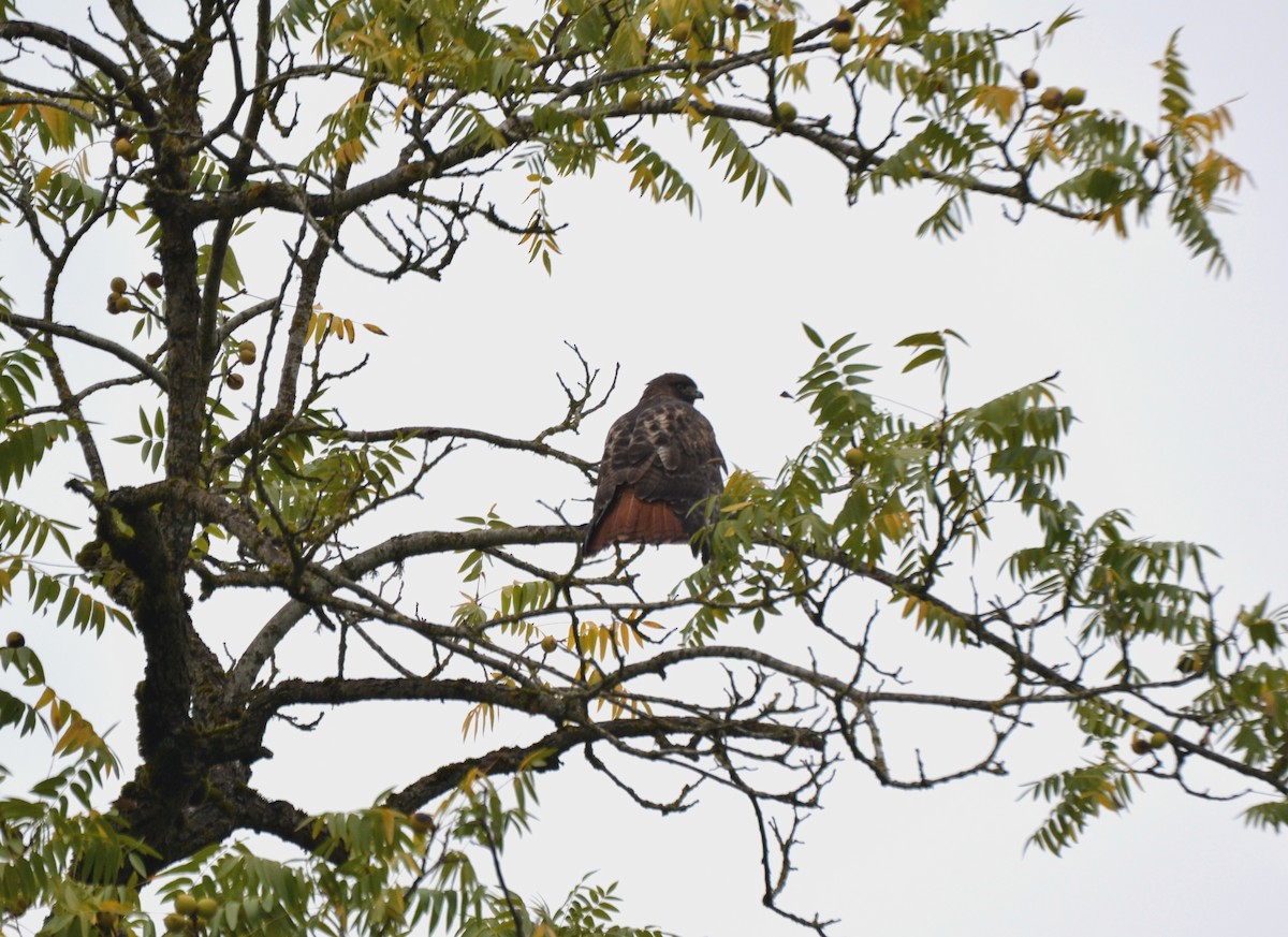 Rotschwanzbussard - ML644473819