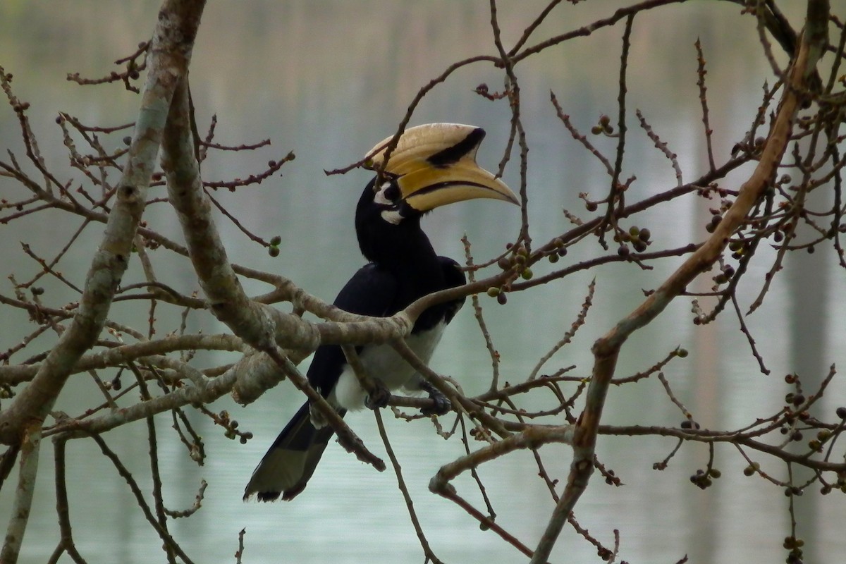 Oriental Pied-Hornbill - ML644473822