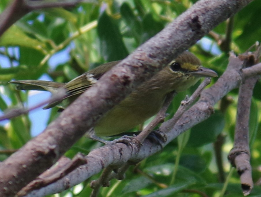 Толстоклювый виреон - ML644473823
