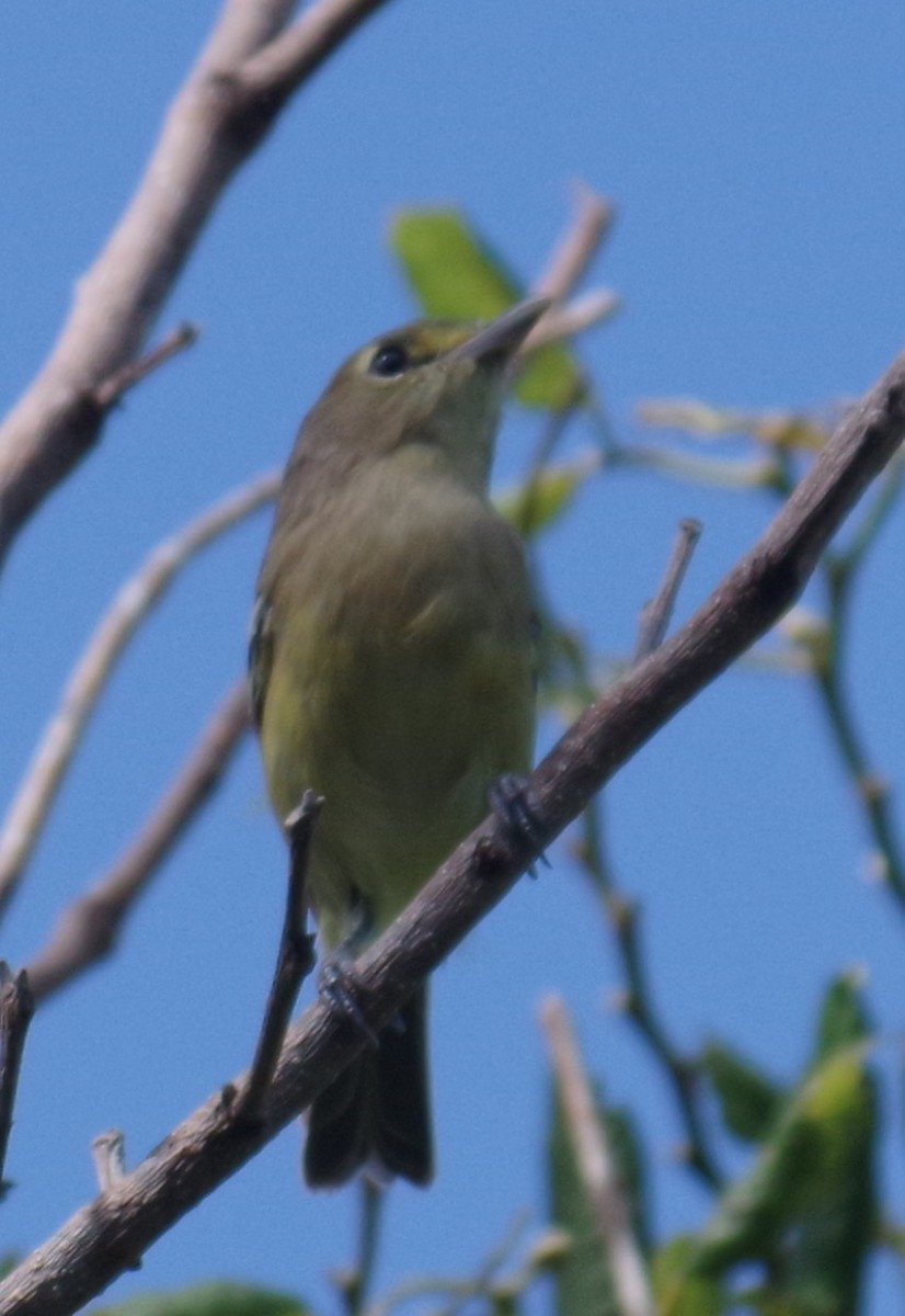 Толстоклювый виреон - ML644473824