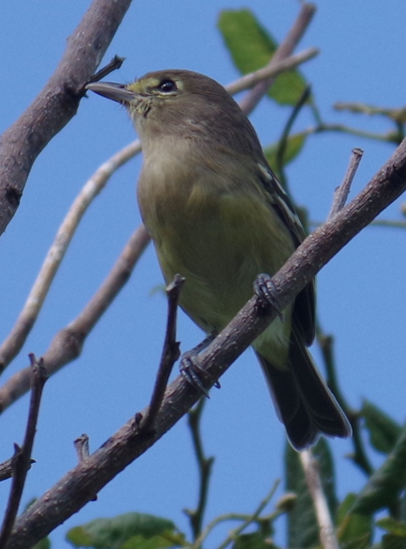 Толстоклювый виреон - ML644473826