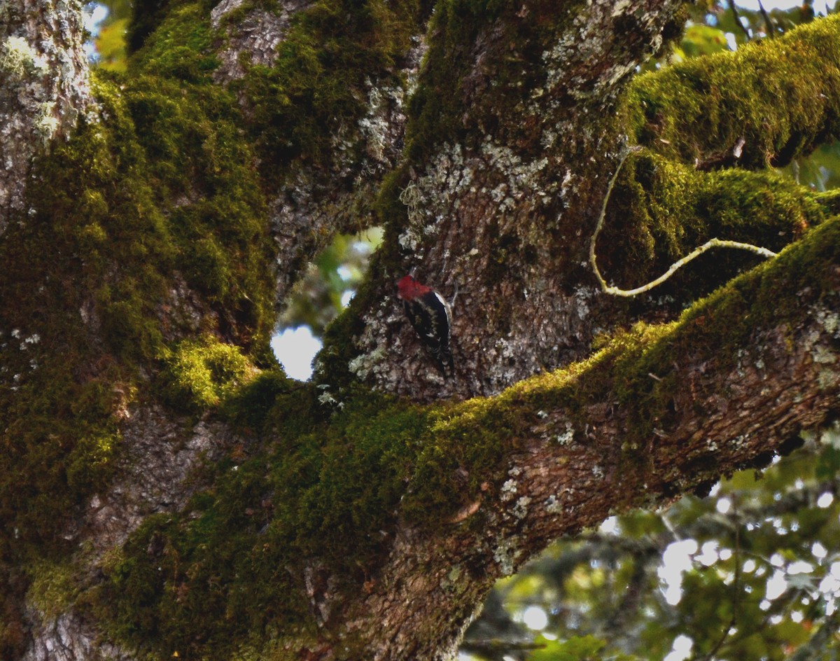 Feuerkopf-Saftlecker - ML644473829