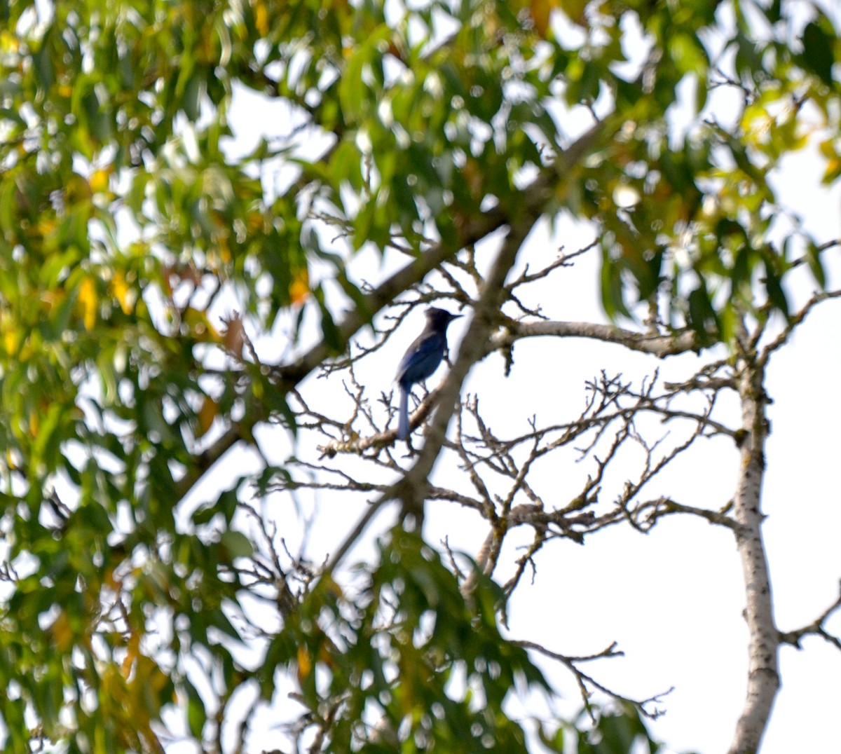 Steller's Jay - ML644473834
