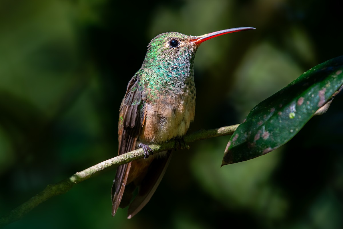 yucatánkolibri - ML644473838