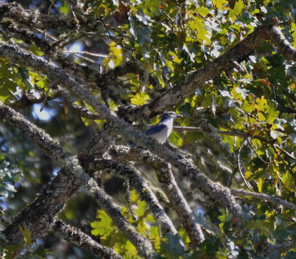 Kalifornienhäher - ML644473840