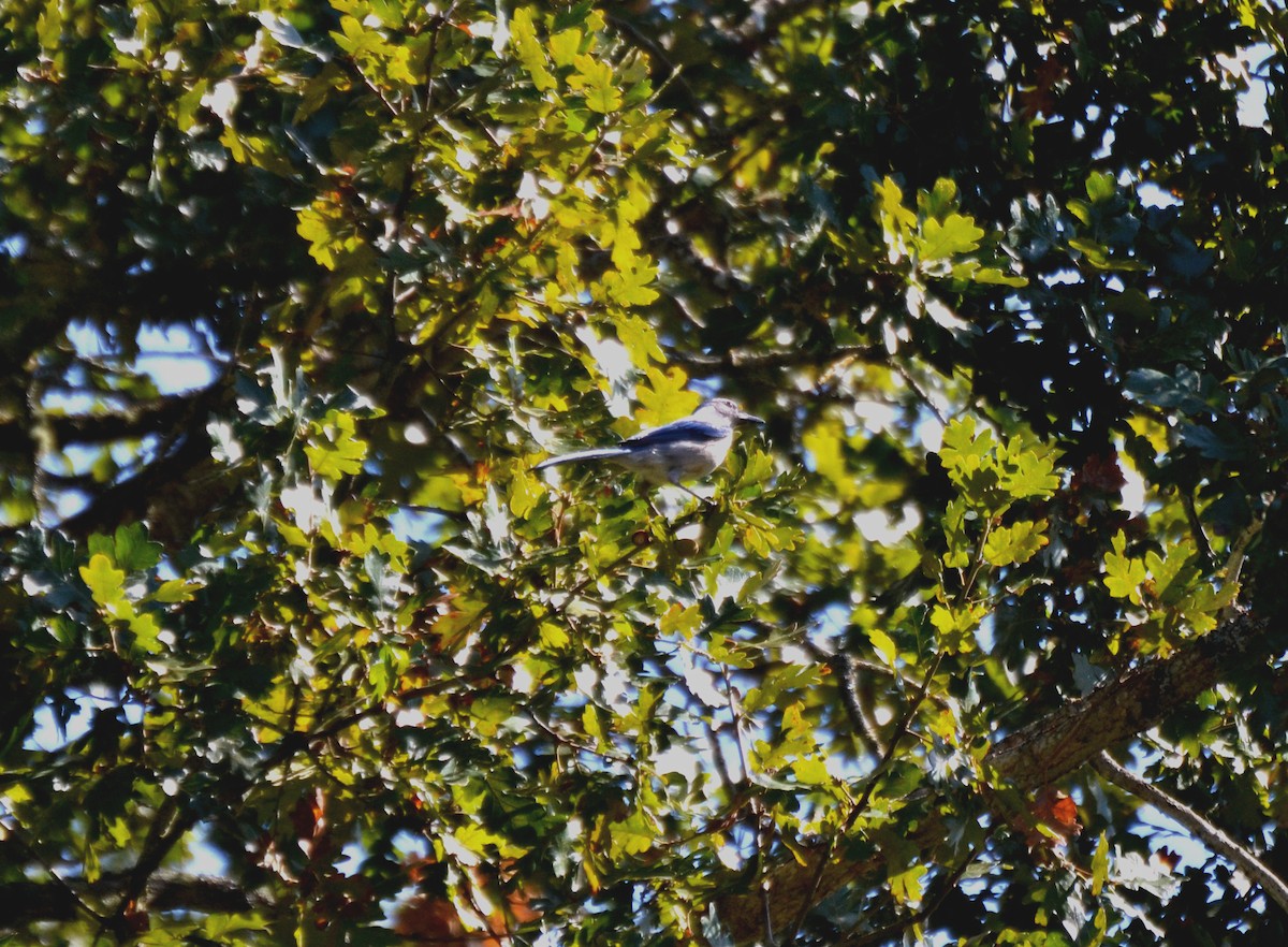 Kalifornienhäher - ML644473842