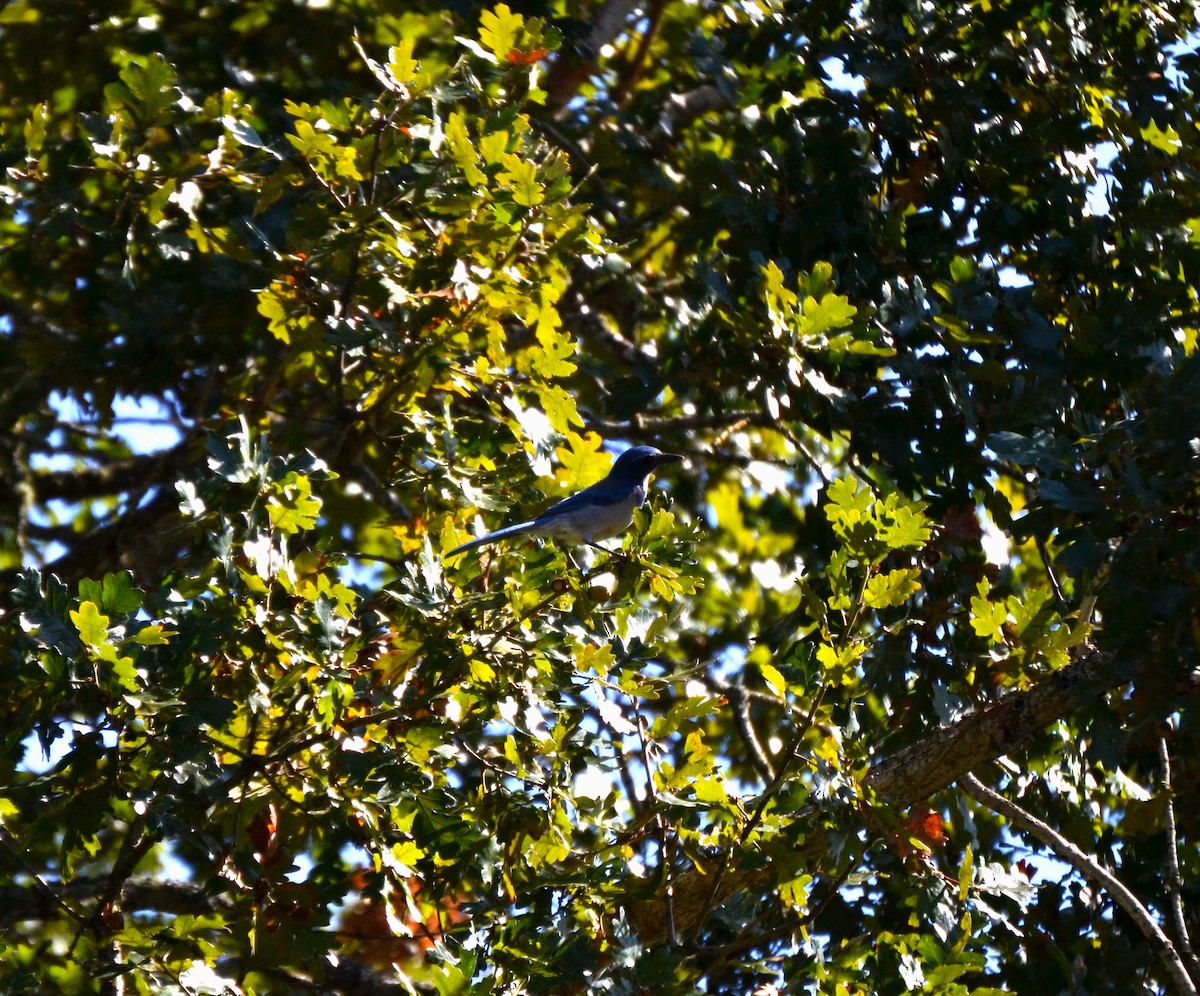 Kalifornienhäher - ML644473843