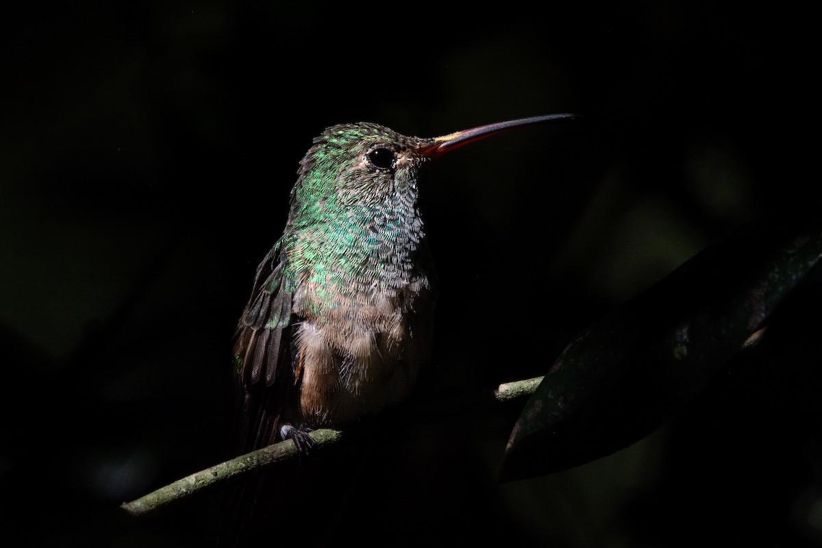 yucatánkolibri - ML644473846