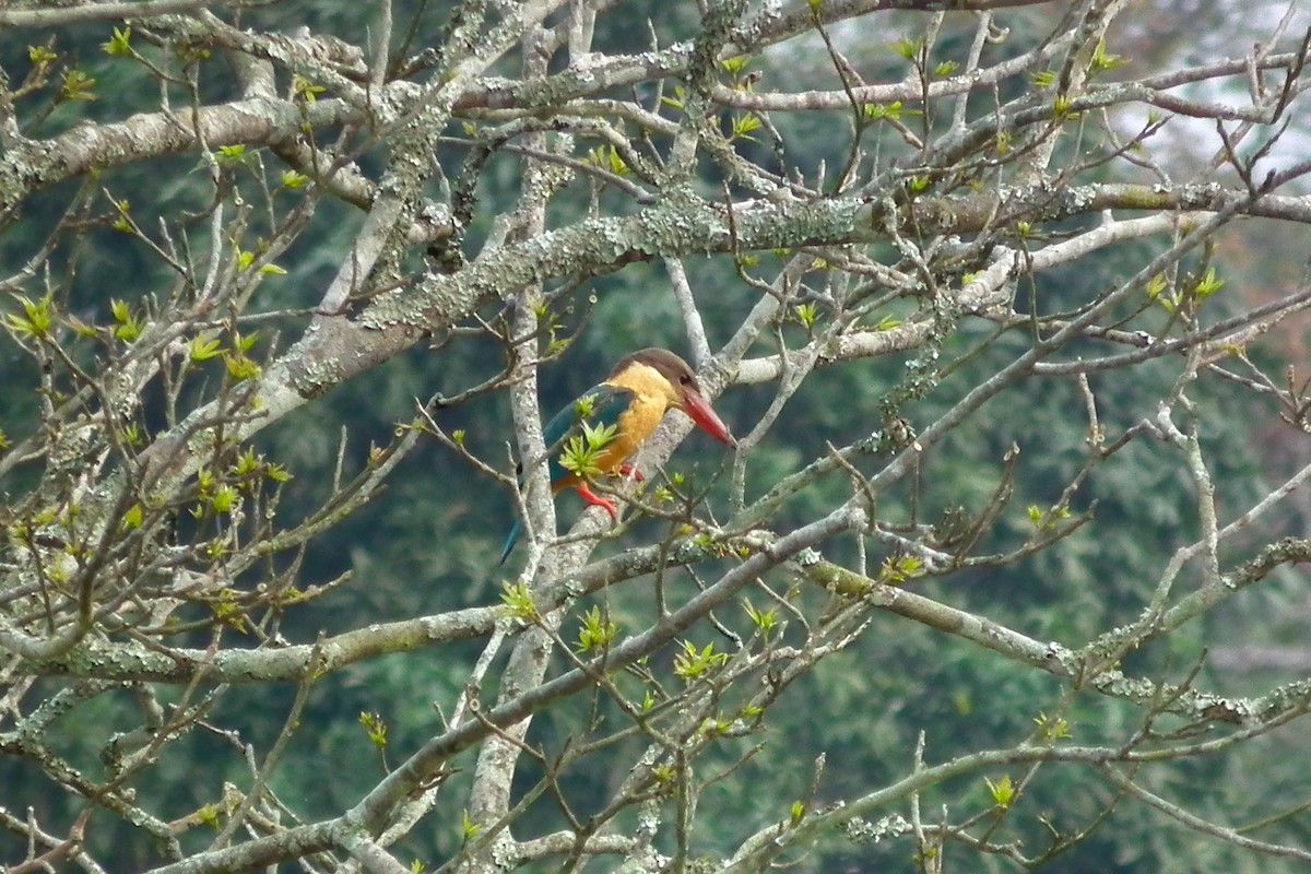 Stork-billed Kingfisher - ML644473847
