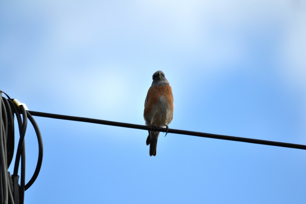 Blaukehl-Hüttensänger - ML644473849