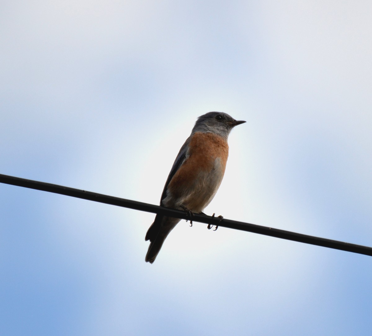 Blaukehl-Hüttensänger - ML644473850