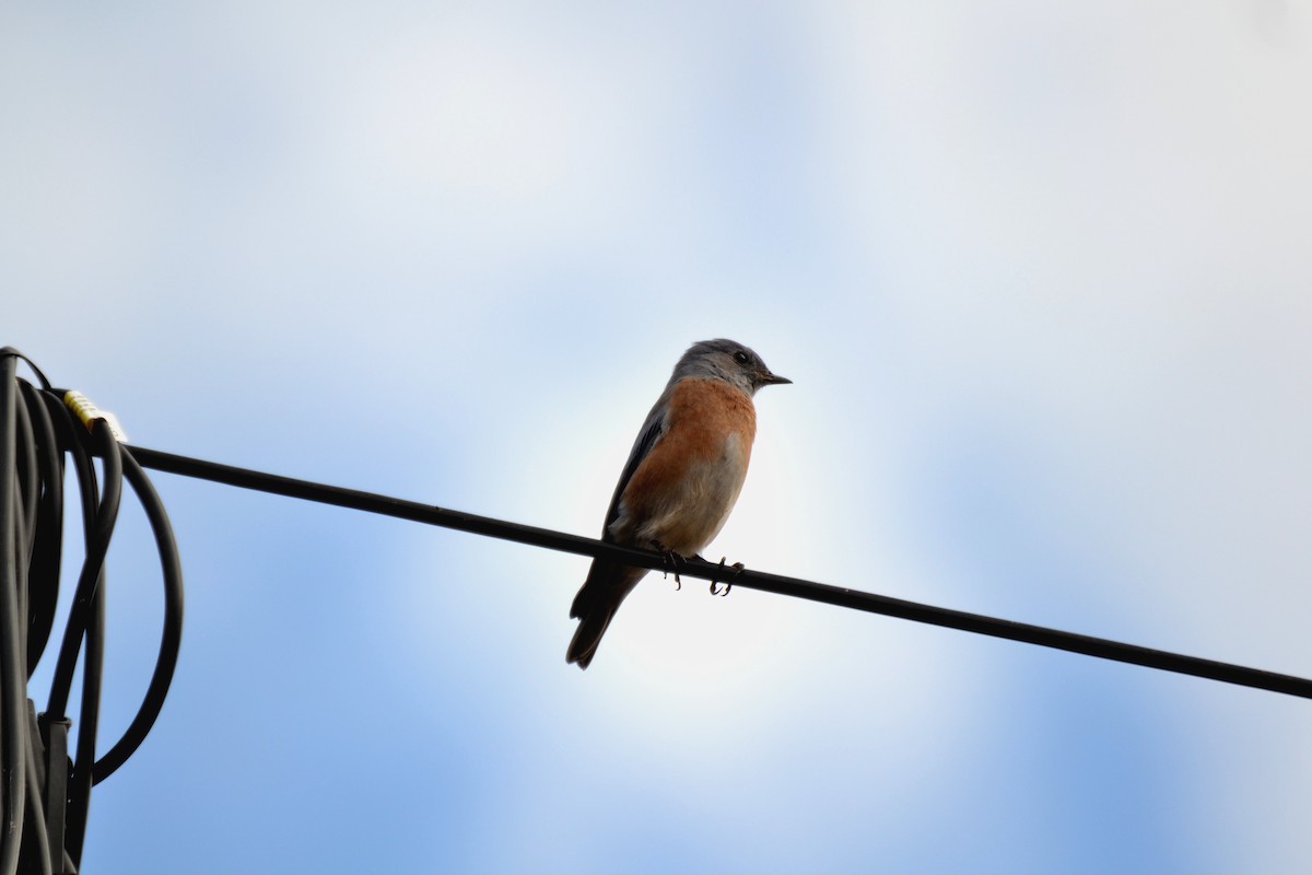 Blaukehl-Hüttensänger - ML644473851