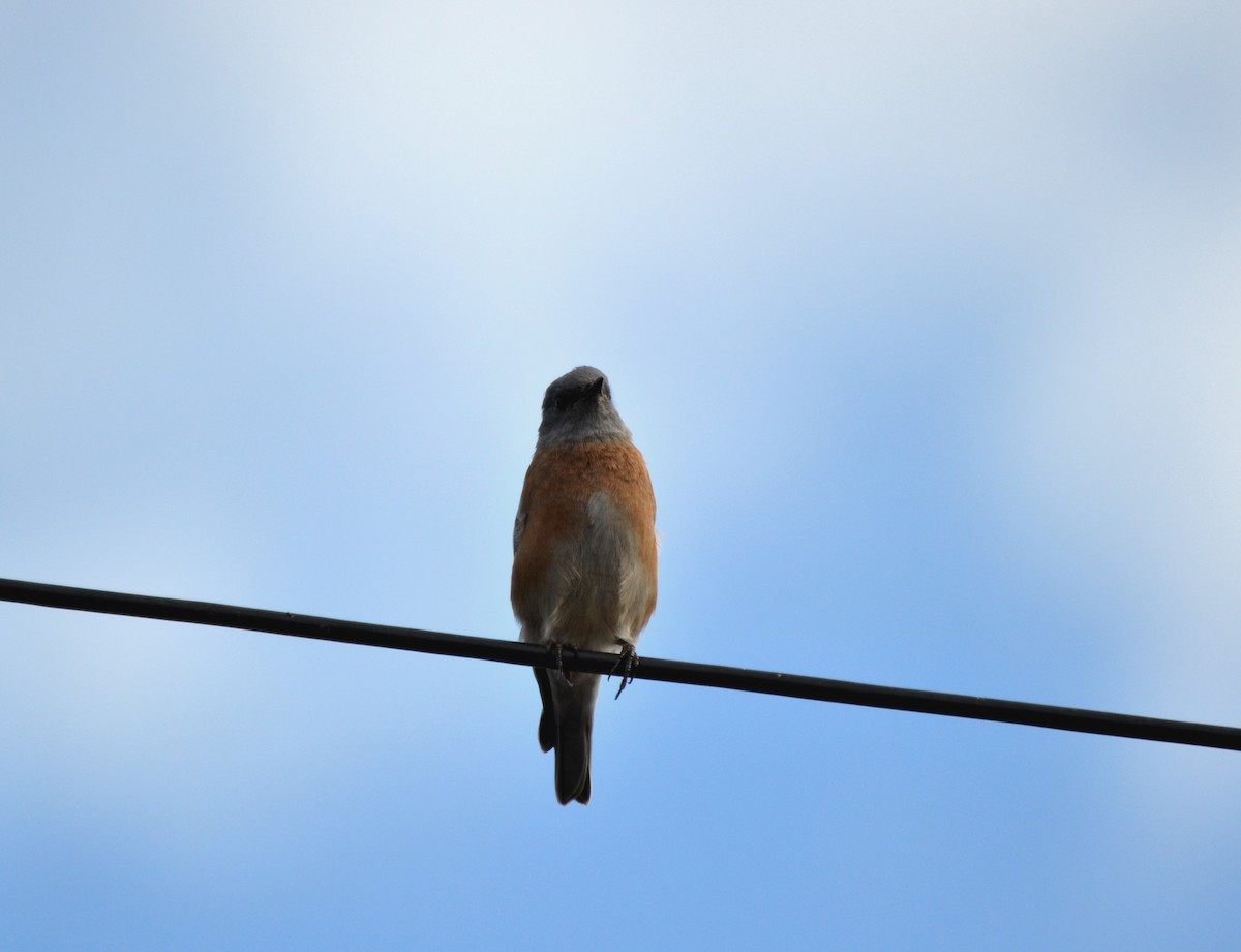 Blaukehl-Hüttensänger - ML644473852