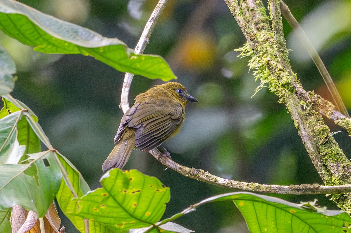 Carmiol's Tanager - ML644473854