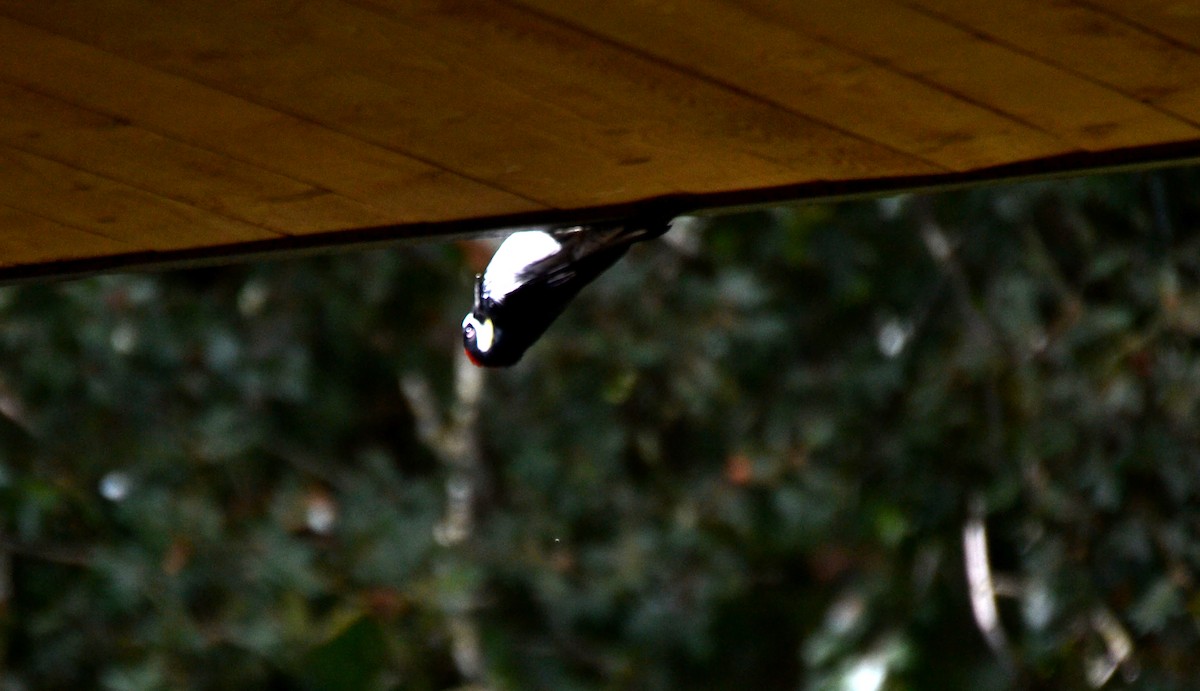 Eichelspecht - ML644473861