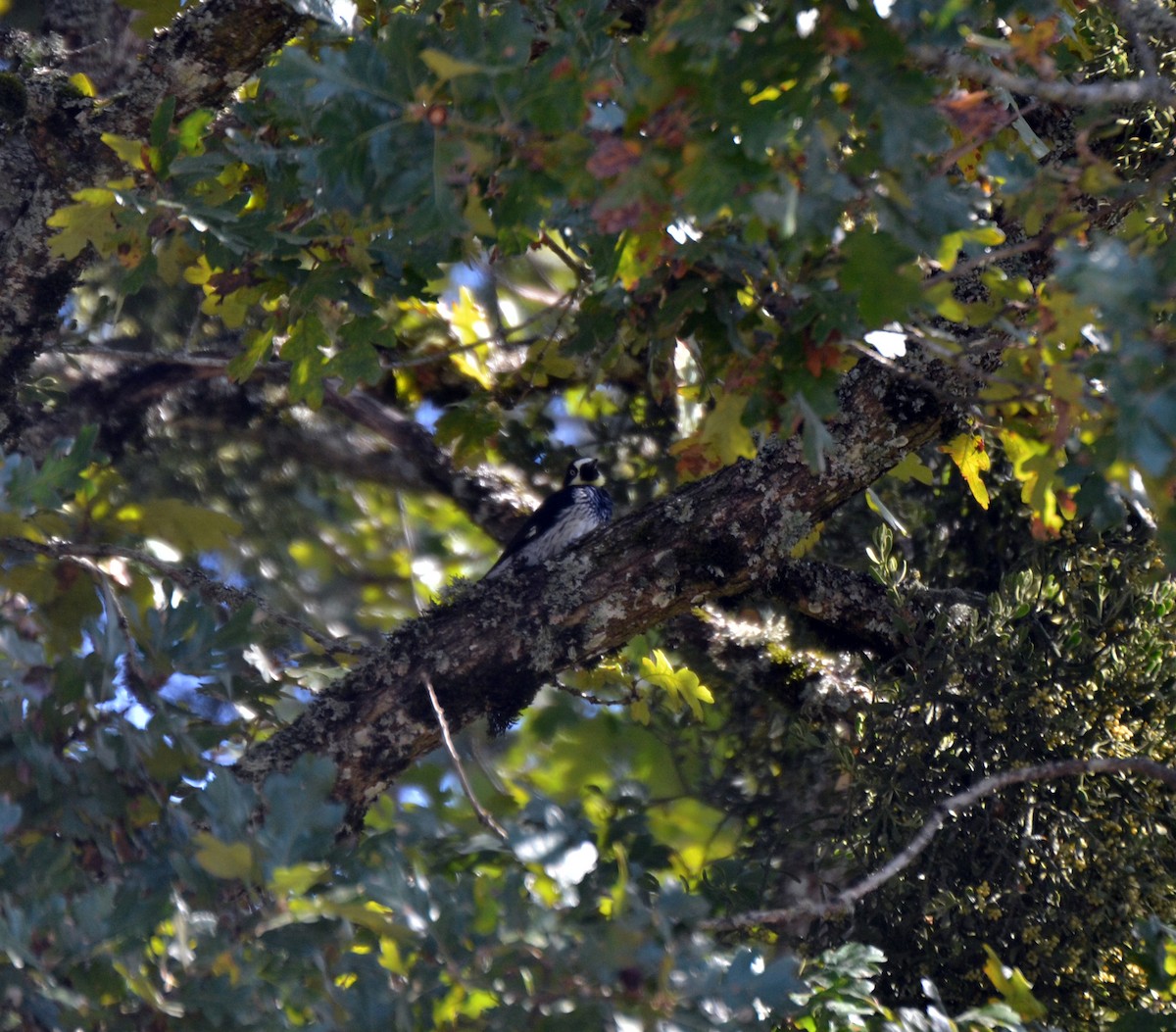 Eichelspecht - ML644473862