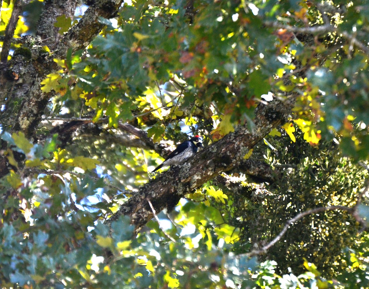 Eichelspecht - ML644473863