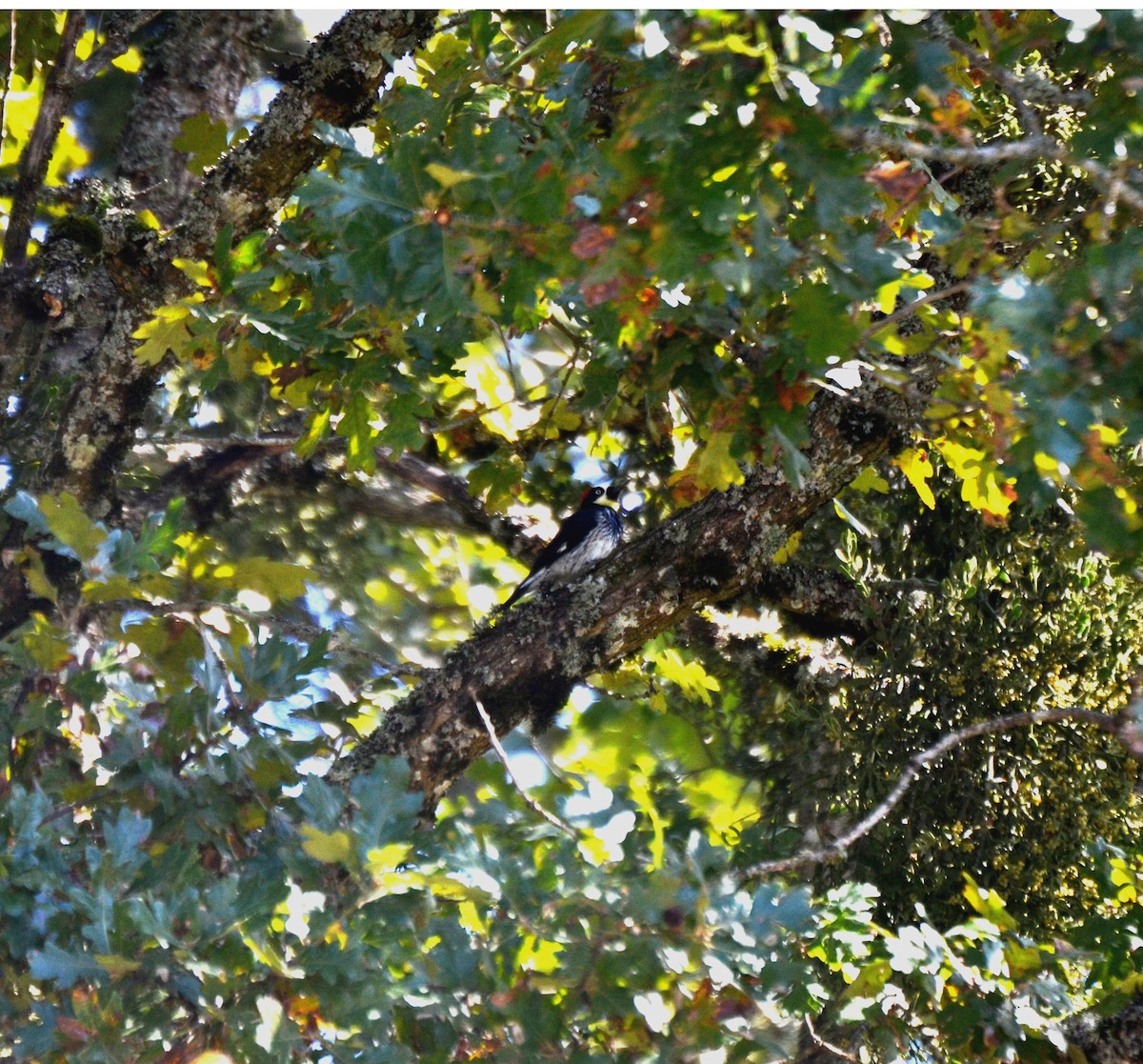 Eichelspecht - ML644473864