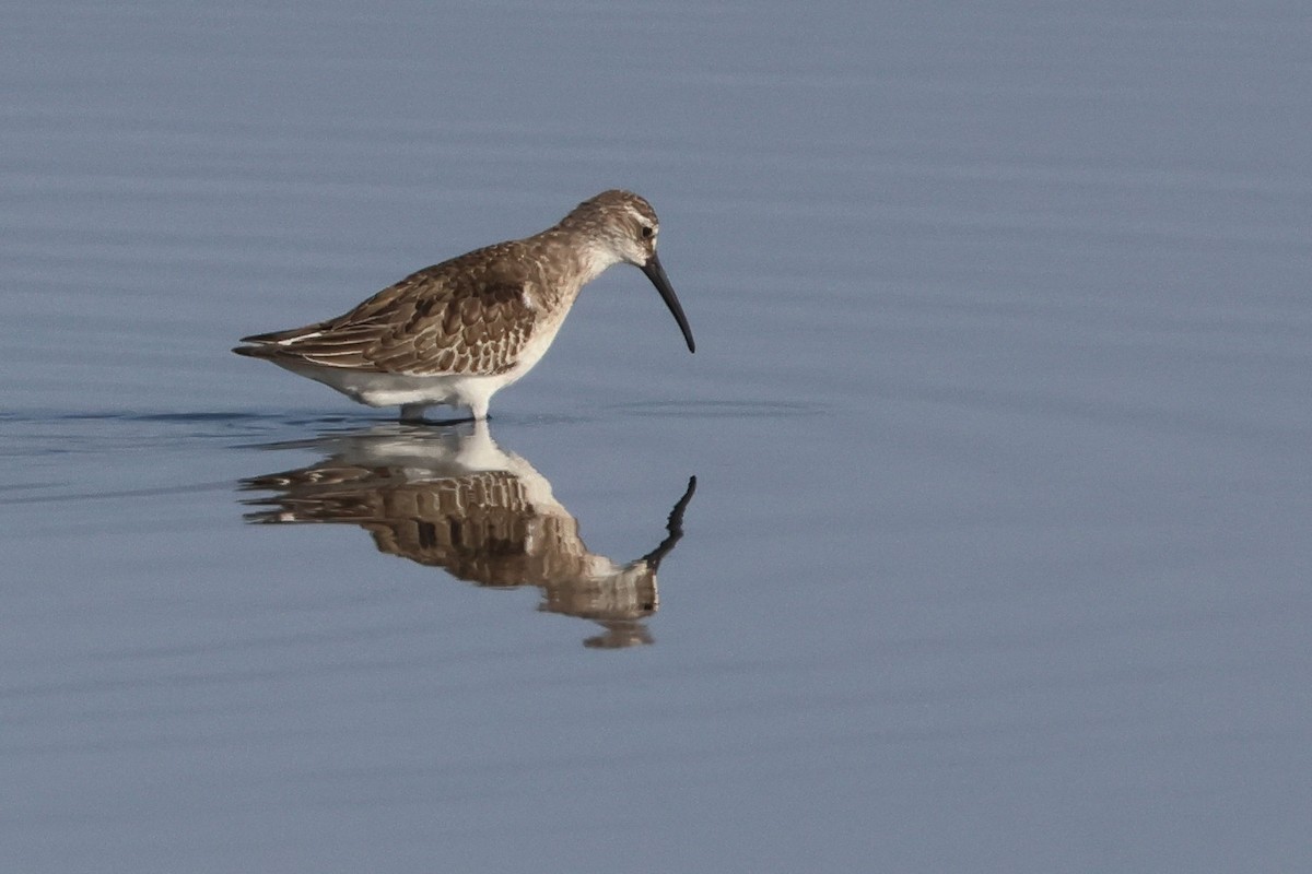 Хадуур элсэг - ML644473866