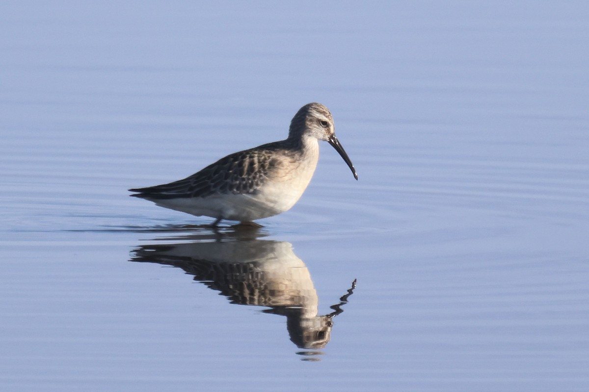 Хадуур элсэг - ML644473867